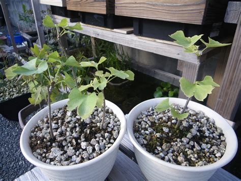 銀杏 盆栽|イチョウを鉢植えや盆栽にして育てる 